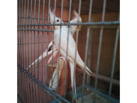 Yeni Yeme Düşen Sultan Papağanları