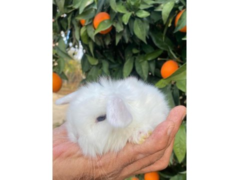 Teddy Lop Tavşanı Yavrular Mavi Göz