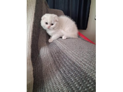 Sevgi Dolu British Longhair Bebekler Yeni Yuvalarını Arıyor