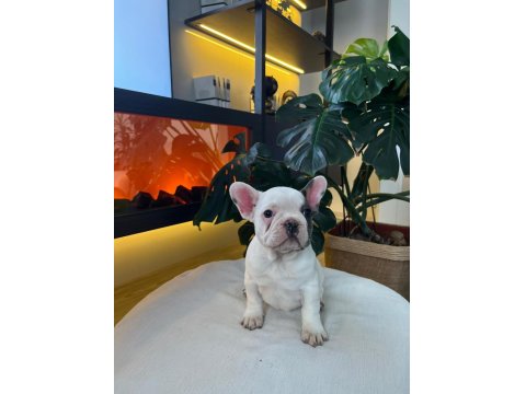 Egzotik French Bulldog Yavrularım Harika Renkler Ve Anatomiler