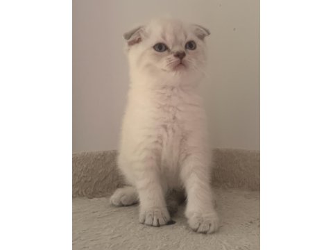 Güzeller Güzeli Yavru Kediler