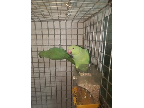 Pakistan Papağanlar