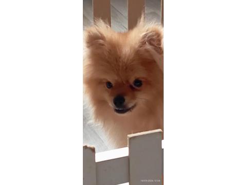 Pomeranian 6 Aylık
