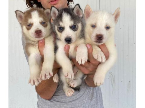 Sağlıklı Husky Yavrular