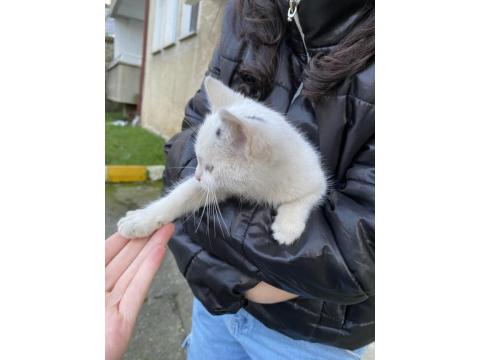 Yavru Kedilerimize Sıcak Yuva