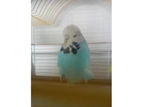 Vasıflı Show Jumbo Dişi Muhabbet Kuşu