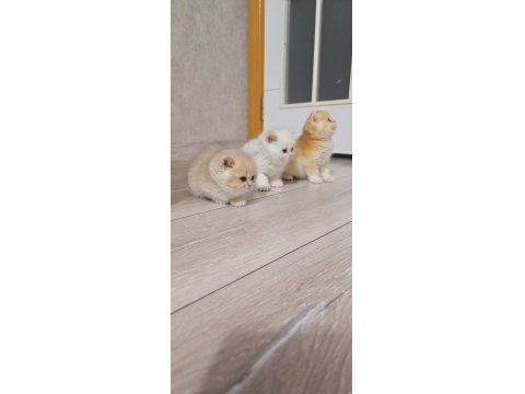 Her Kodda Disi Erkek Show Kalite Safkan