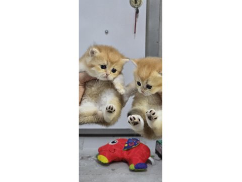 British Shorthair Golden Yavrular Şecereli Üst Kalite