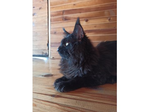 Karakteri Cüssesi Ve Dopdolu Şeceresi İle Maine Coon Ercüment