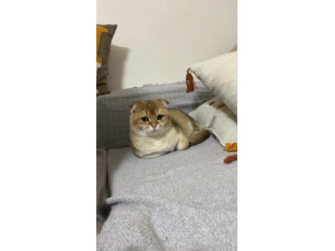 Bu Kedi Safkan Golden Evinizi Şenlendirecek