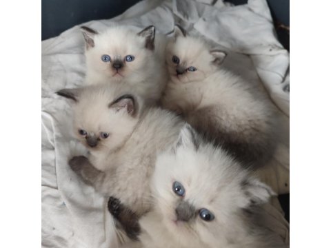 Safkan Üretim British Shorthair