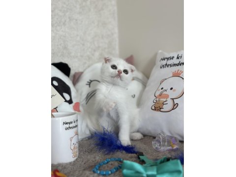 Dişi Kar Beyazı Scottish Fold