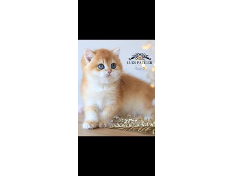 Işıltılı Golden British Shorthair Ny11