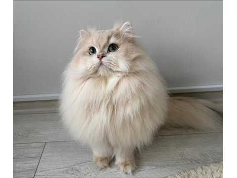 Şecereli Blue Golden Shaded (Ay12) Kedime Eş Arıyoruz