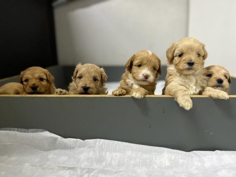 Orjinal Sağlıklı Maltipoo Bebekler