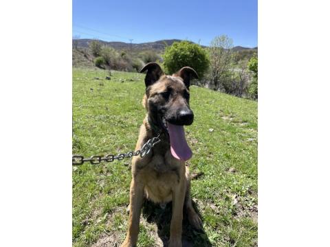 4 Aylık Safkan Belçika Kurdu