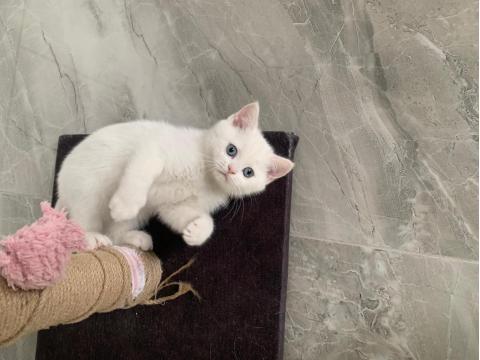 Güzeller Güzeli Maviş Kız Kedimiz