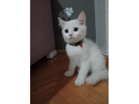 British Shorthair Kediler