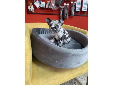 50 Günlük Merle French Bulldog