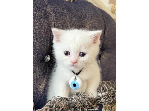 Yeni British Yavrularımız Rezerveli İlanda