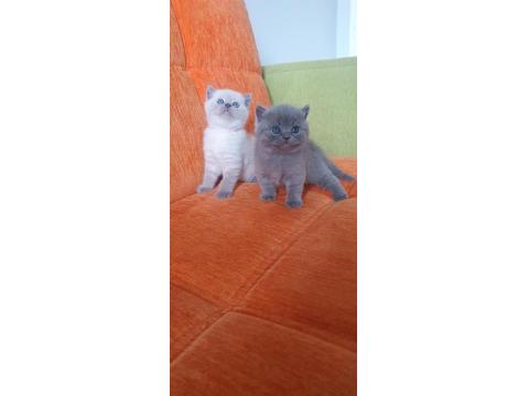 Süper Kalite British Shorthair Yavrular