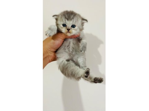 British Longhair Prenses Kedim