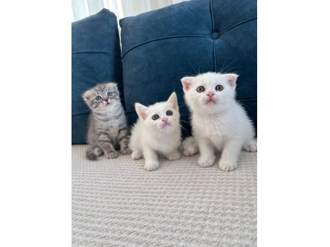 Kedimizi Sahiplendirme