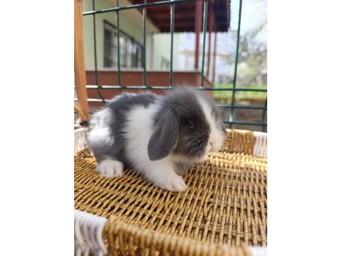 Hollanda Teddy Lop Tavşan Yavrular