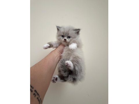 British Longhair-Shorthair Ve Scottish Fold Yavrular