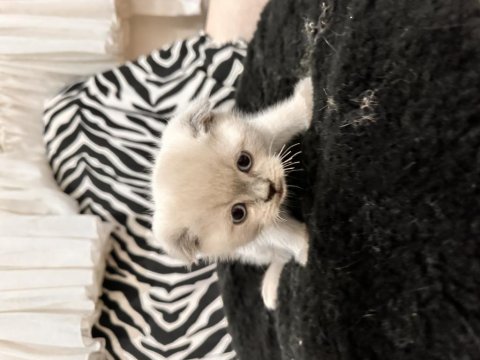 Teslime Hazır Scottish Fold Pamuk Gibiler