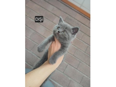 Yavru Kedilerimiz Yeni Yuvalarını Arıyorlar