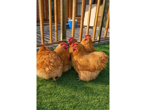 Üreticiden Sağlıklı Ve Irk Özellikli Orpington Civciv Ve Yumurta