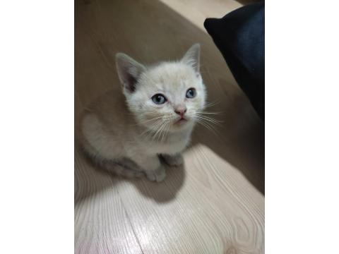 Kedilerime Yuva Olurmusun