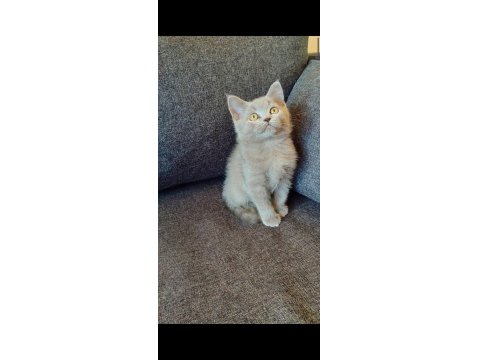 Gri Ve Lilac Renk Erkek Dişi British Shorthair Yavrular
