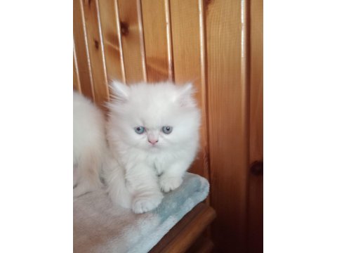 British Longhair Ve Golden Point Yavrularımız