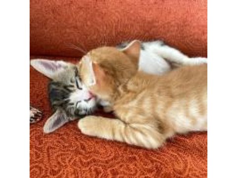 2 Sevimli Erkek Kardeş Kediye Sıcak Yuva Aranıyor!