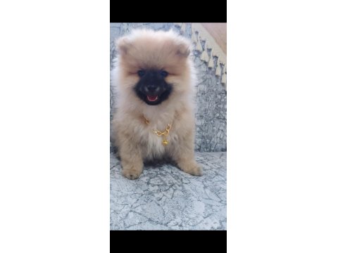 Sağlıklı Pomeranian Boo 2,5 Aylık