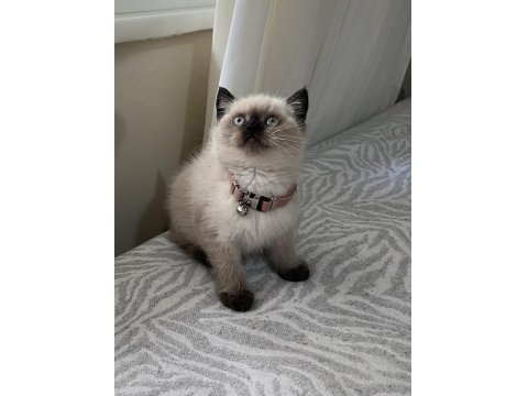 Ayı Surat British Shorthair Bebekler
