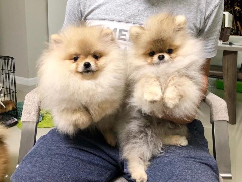 Teddy Bear Pomeranian Boo Yavruları