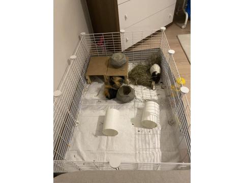 5 Aylık Guinea Pig Çifti