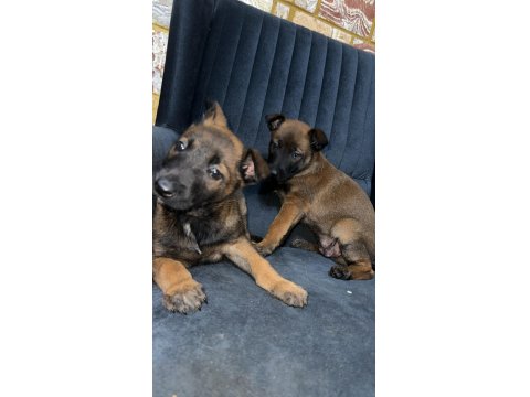 55-60 Günlük Malinois (Belçika Kurdu) Bebeklerimiz