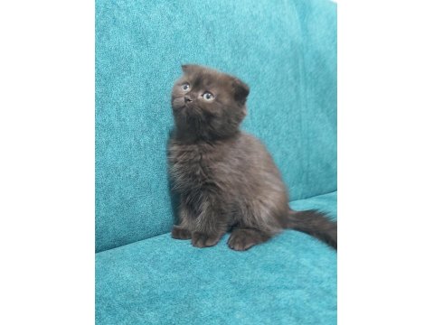 Scottish Fold Yavruları Teslime Hazır