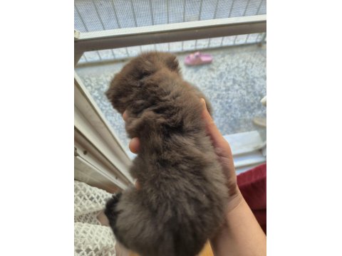 Scottish Fold Cinnamon