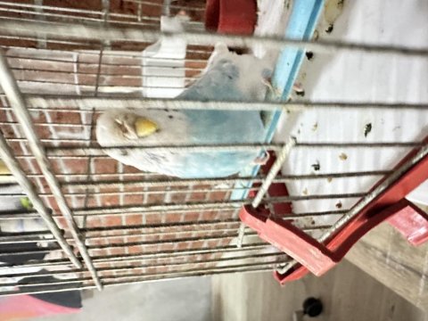 Sahiplendirmek İçin Mavi Sıcakkanlı Muhabbet Kuşu