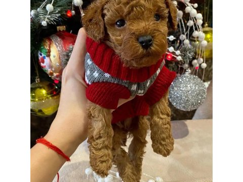 Dünya Tatlısı Toy Poodle Yavruları