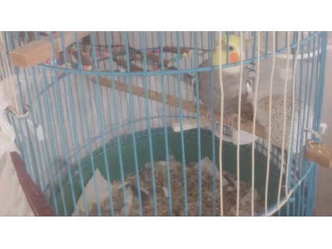 Al Yanaklı Dişi Sultan Papağanım