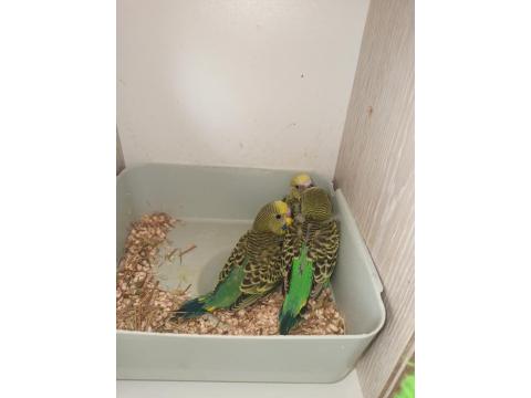 Yeni Yeme Düşecek Uysal Renk Güzeli Yavru Muhabbet Kuşlar