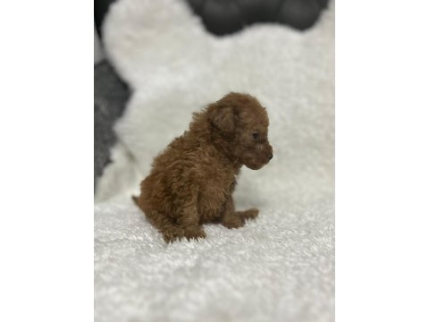 Poodle Bebişleri