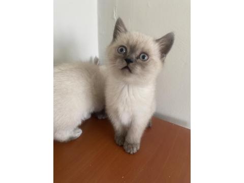 British Bluepoint Yavrularımız Yeni Yuvalarına Gitmeye Hazırlar