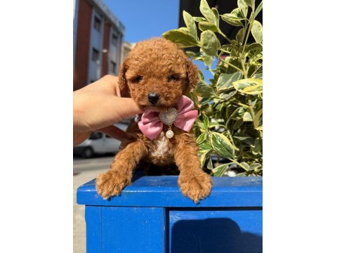 Poodle Yavrumuz